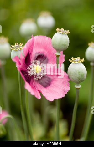 Summer garden flowers and seed heads of Opium Poppy Papaver somniferum Papaveraceae Scotland UK Stock Photo