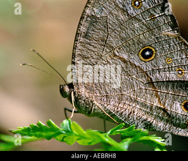 Common evening brown butterfly resting on a leaf Stock Photo