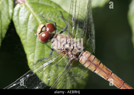 Common Darter showing structure of compound eyes Stock Photo