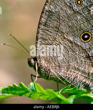 Evening Brown butterfly resting on a leaf Stock Photo