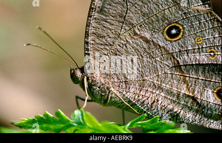 Evening Brown butterfly resting on a leaf Stock Photo