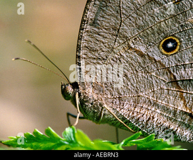 Evening Brown butterfly resting on a leaf Stock Photo