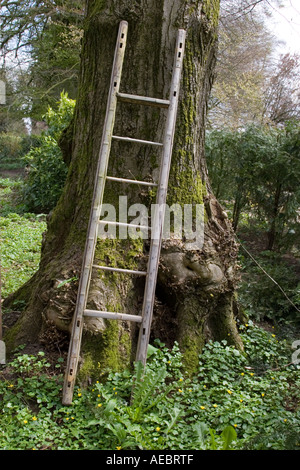 Ladder Against Tree Ladder leaning against a tree Stock Photo - Alamy
