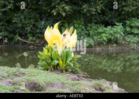 Skunk cabbage growing at a good distance to avoid the smell Stock Photo