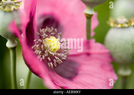 Summer flowers and seed heads of Opium Poppy Papaver somniferum Papaveraceae Scotland UK Stock Photo