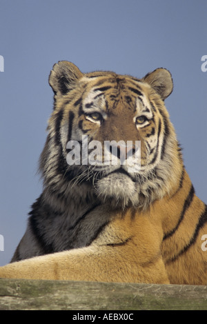 Siberian Tiger Stock Photo