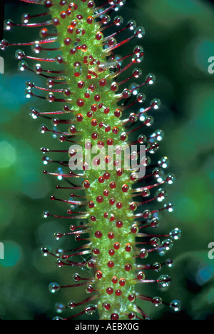 Great or English Sundew Drosera anglica