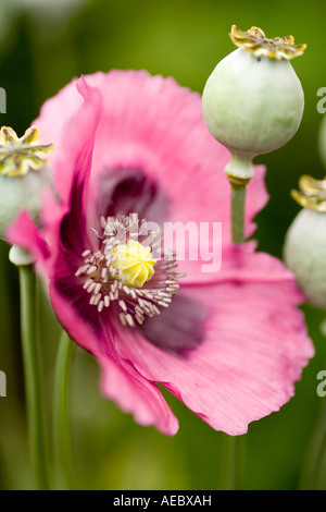 Summer garden flowers and seed heads of Opium Poppy Papaver somniferum Papaveraceae Scotland UK Stock Photo