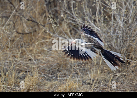 Red billed Hornbill in flight Stock Photo