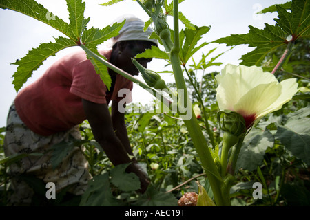 Woman harvesting okra pods in Ghana West Africa Stock Photo