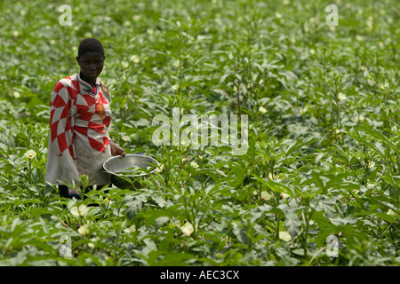 Farm worker, girl harvesting okra pods in Ghana West Africa Stock Photo