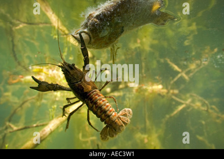 A spinycheek crayfish feeding on a Pumpkinseed body (France). Ecrevisse américaine se nourrissant du cadavre d'une perche soleil Stock Photo