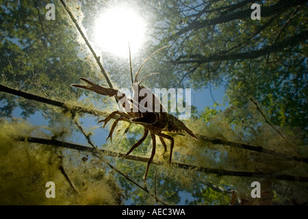 A spinycheek crayfish (Orconectes limosus) in a defensive attitude (France).  Ecrevisse américaine en position de défense. Stock Photo