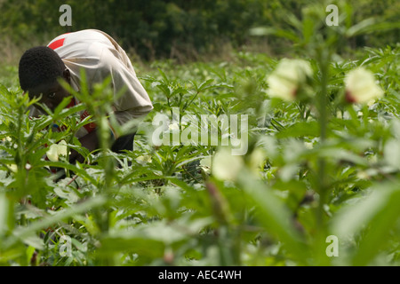 Farm worker, girl harvesting okra pods in Ghana West Africa Stock Photo