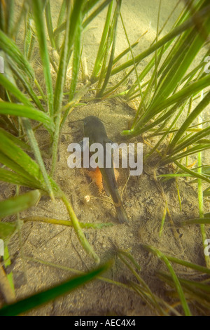 A catfish guarding its eggs in its nest (France).  Poisson chat (Ictalurus melas) protégeant ses oeufs dans son nid (France). Stock Photo