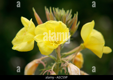 Yellow Large Flowered Evening Primrose flowers (Oenothera glazioviana) in bloom in summer Stock Photo