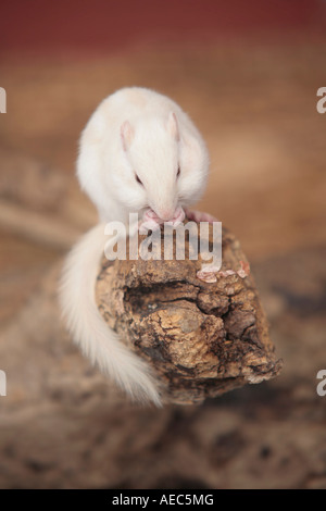 Albino Siberian Chipmunk (Tamias sibiricus) sitting on log nibbling peanut Stock Photo