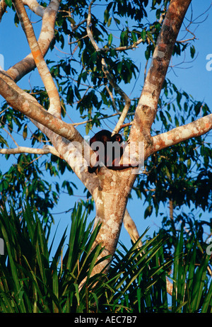 Red Howler monkeys in the fork of a tree at Lake Sandoval Peruvian Rainforest South America Stock Photo