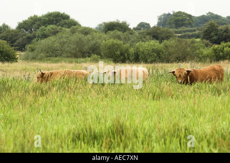 Highland Cattle being used to manage wet grazing habitat in East Anglia England July Stock Photo