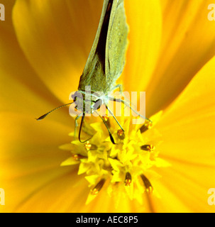 Indian Palm Bob, Suastus gremius; Skipper; Hesperidae; adult; sucking nectar from a yellow flower; top view; close up shot Stock Photo