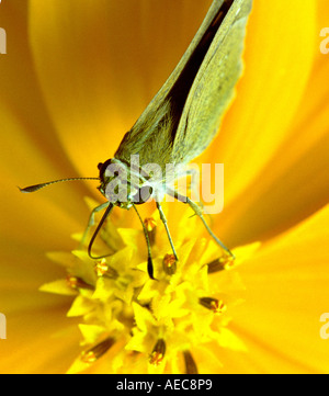 Indian Palm Bob, Suastus gremius; Skipper; Hesperidae; adult; sucking nectar from a yellow flower; top view; close up shot Stock Photo