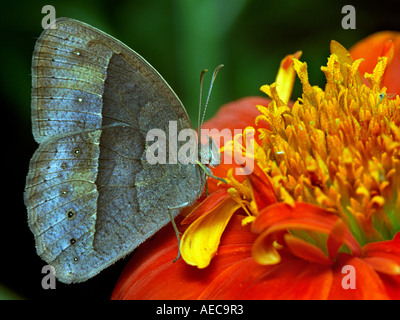 Common Evening Brown, Melanitis leda, lateral view, resting on a wild Zinnia flower Stock Photo