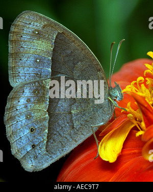 Common Evening Brown, Melanitis leda, lateral view, resting on a wild Zinnia flower Stock Photo