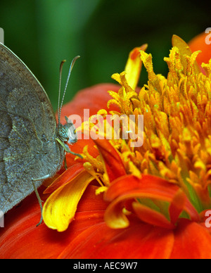 Common Evening Brown, Melanitis leda, lateral view, resting on a wild Zinnia flower Stock Photo