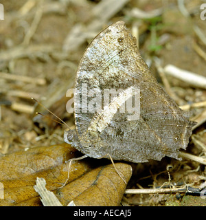 Common Evening Brown, adult Melanitis leda, lateral view, resting in its natural habitat, Kerala, India Stock Photo