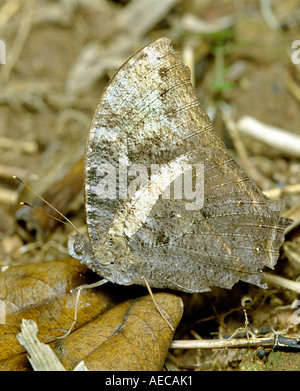 Common Evening Brown, adult Melanitis leda, lateral view, resting in its natural habitat, Kerala, India Stock Photo