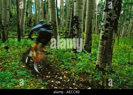 man mountain biking though lush Aspen forest near Telluride, Colorado Stock Photo