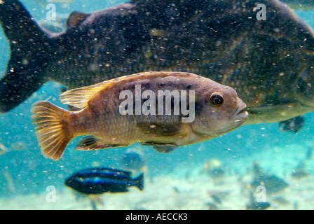 African Cichlids Stock Photo