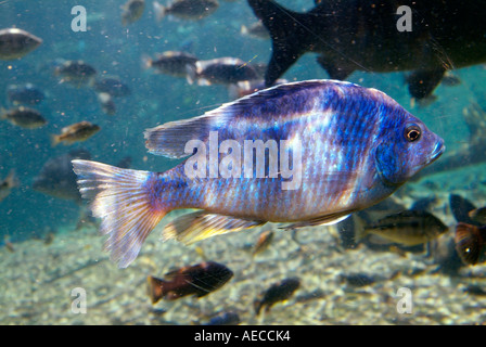 African Cichlids Stock Photo