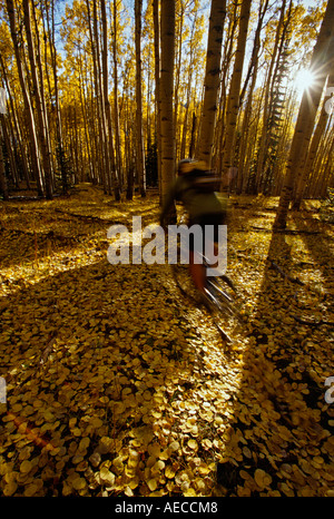 man mountain biking through Aspen forest in fall season, Deep Creek trail, Telluride, Colorado Stock Photo