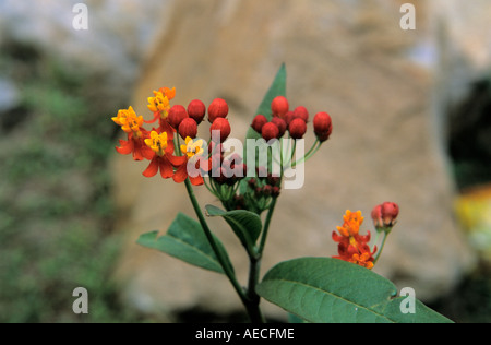 Closeup view to milkweed Asclepias curassavica flowers in Marsyangdi river valley Annapurna Conservation Area Nepal Stock Photo