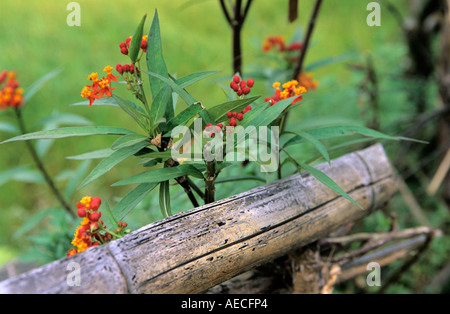 Closeup view to milkweed Asclepias curassavica flowers in Marsyangdi river valley Annapurna Conservation Area Nepal Stock Photo