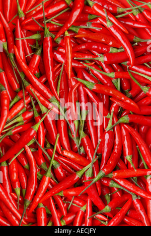 chili pepper, paprika (Capsicum annuum), red chili Stock Photo