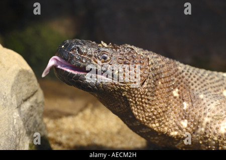 Mexican beaded lizard (Heloderma horridum), portrait Stock Photo