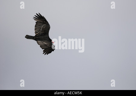 turkey vulture (Cathartes aura), flying, United Kingdom, Falkland Island Stock Photo
