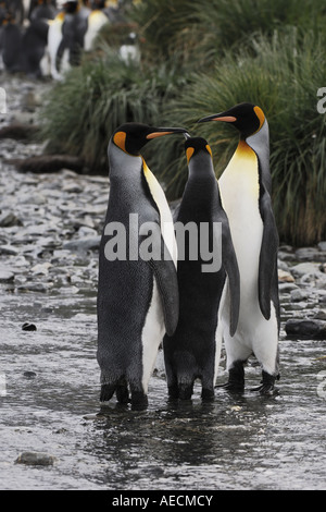 king penguin (Aptenodytes patagonicus), three individuals standing in a creek, Antarctica, Suedgeorgien Stock Photo
