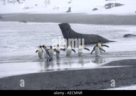 king penguin (Aptenodytes patagonicus), group of individuals at the beach, Antarctica, Suedgeorgien Stock Photo