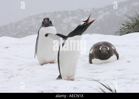 gentoo penguin (Pygoscelis papua), Three animals in the snow, one yelling, Antarctica, Suedgeorgien Stock Photo