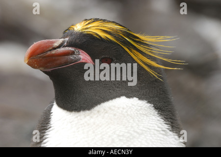 macaroni penguin (Eudyptes chrysolophus), portrait, Antarctica, Suedgeorgien Stock Photo