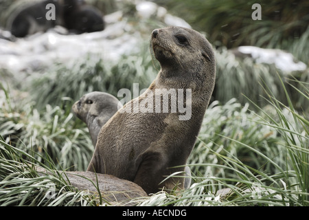 Antarctic fur seal (Arctocephalus gazella), two juveniles between gras, Antarctica, Suedgeorgien