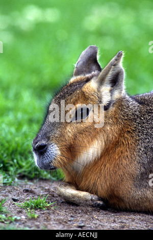 Patagonian cavy (Dolichotis patagonum), lying Stock Photo