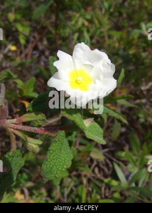 Montpelier Rock Rose (Cistus monspeliensis), blooming, Spain, Majorca Stock Photo