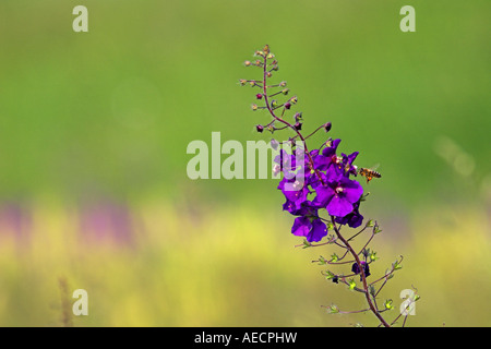 purple mullein, ornamental mullein (Verbascum phoeniceum), inflorescence, Austria, Burgenland, NP Neusiedler See Stock Photo