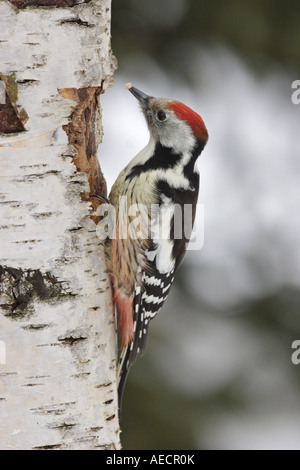 middle spotted woodpecker (Picoides medius, Dendrocopos medius), on birch trunk, Germany, Baden-Wuerttemberg Stock Photo