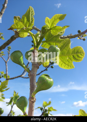 edible fig, common fig (Ficus carica), branch with young figs and young leaves, Spain, Majorca Stock Photo