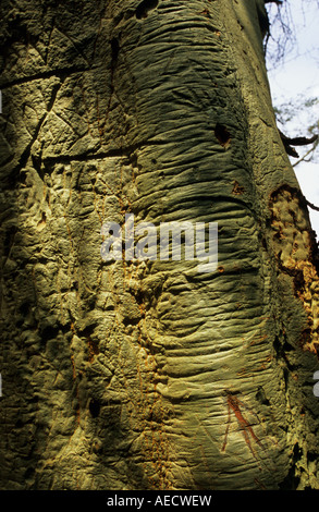 Close-up green bark of Fever Tree Acacia xanthophloea  African tree associated with Malaria plants Stock Photo